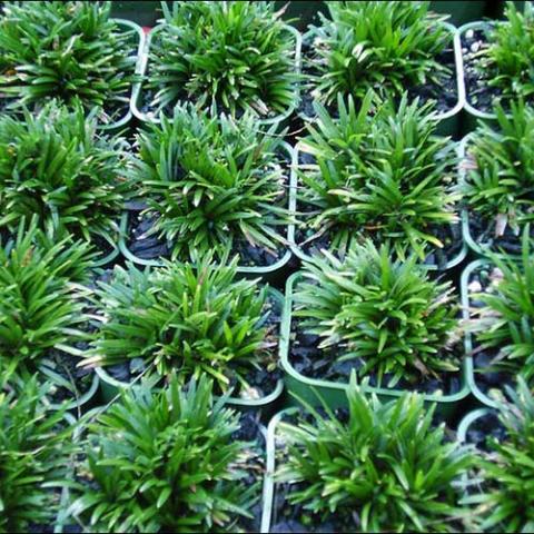 Dwarf mondo grass, green