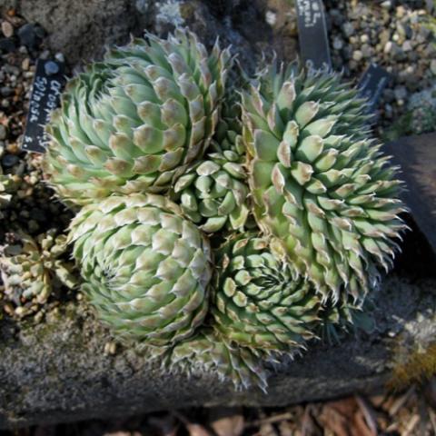 Orostachys spinosa, clusters of spiky succulents, gray green