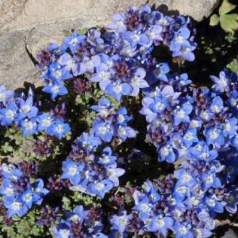 Veronica oltensis, blue small flowers on creeping plant