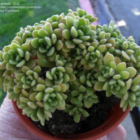 Aeoniium Irish Bouquet, small-scale light green succulent leaves