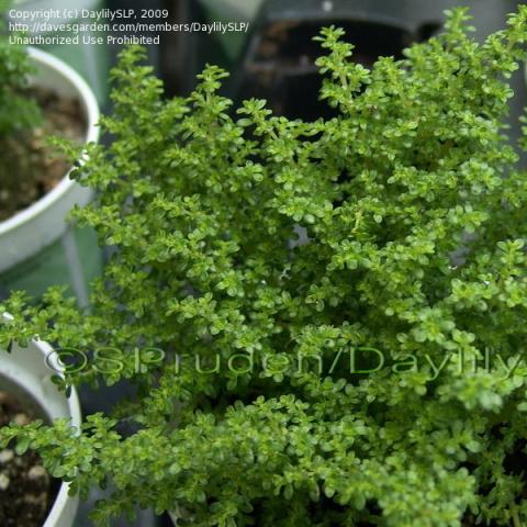 Pilea microphylla, green small leaves, like a miniature tree