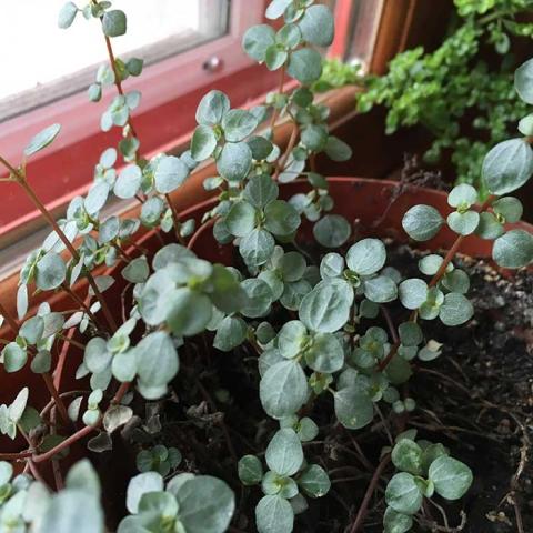 Red-stemmed artillery plant, round gray-green succulent leaves, reddish stems