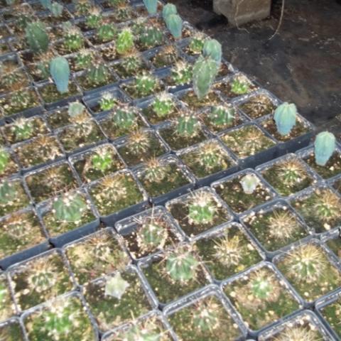 Flats of small cacti, mixed species