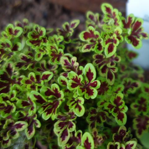 Coleus Tidbits Tammy, dark red leaf centers with light green margins