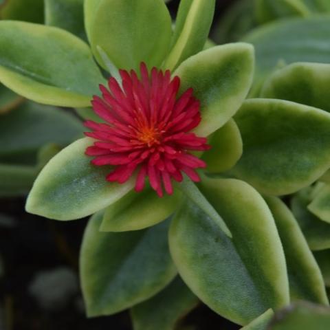 Dortheanthus Mezoo Trailing Red, red fuzzy flower and green succulent leaves