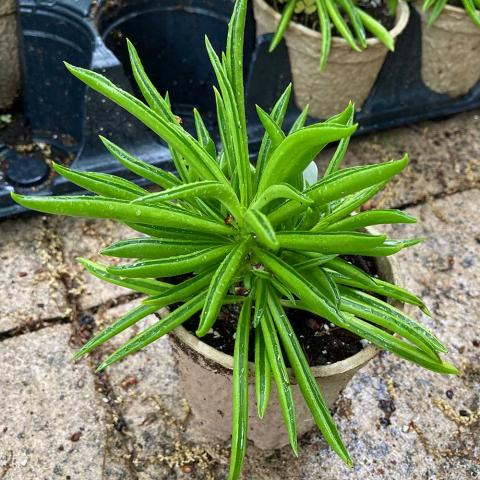 Peperomia Happy Bean, green long succulent pointed leaves