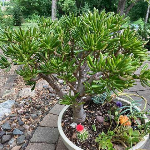 Crassula E.T.'s Fingers, green bulbous succulent grown to full size
