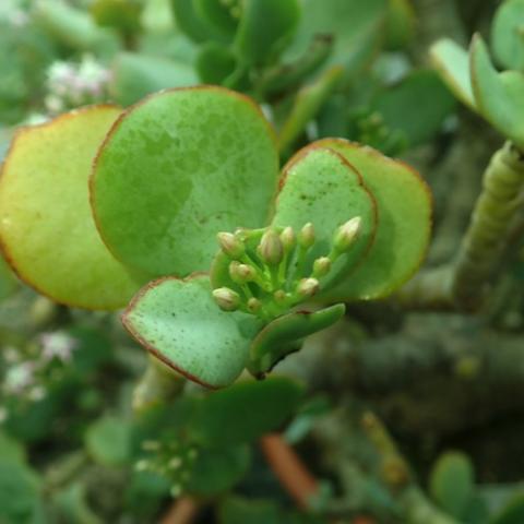 Crassula arborescens ssp. undulatifolia, green succulent leaves