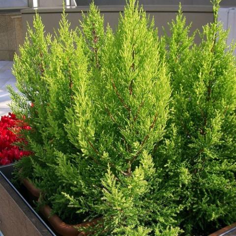 Cupressus macrocarpa, miniature yellow-green evergreen trees