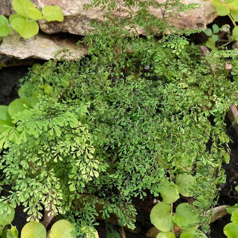 Adiantum Little Lady, very fine-leaved maidenhair fern