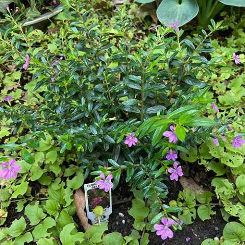 Cuphea Selena, glossy green leaves and lavender flowers on a miniature shrub