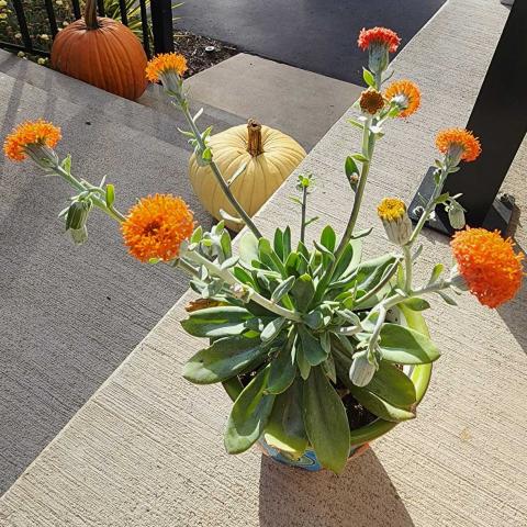 Senecio Orange Flame, orange pompom flowers rising over gray-green spoon leaves