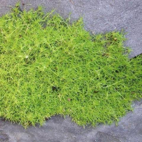 Sagina aurea, yellow-green low-growing grass-like creeper