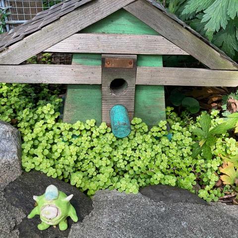 Sedum Ogon, yellow-green tiny leaves next to a miniature house