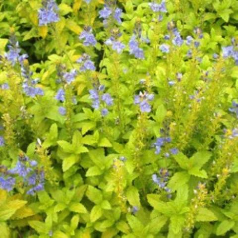 Veronica Aztec Gold, yellow-green leaves and lavender flowers