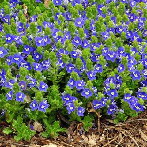 Veronica Tidal Pool, a sea of small blue-violet flowers with white eyes