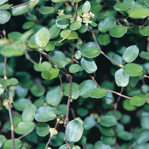 Muehlenbeckia, shiny green leaves and wire stems
