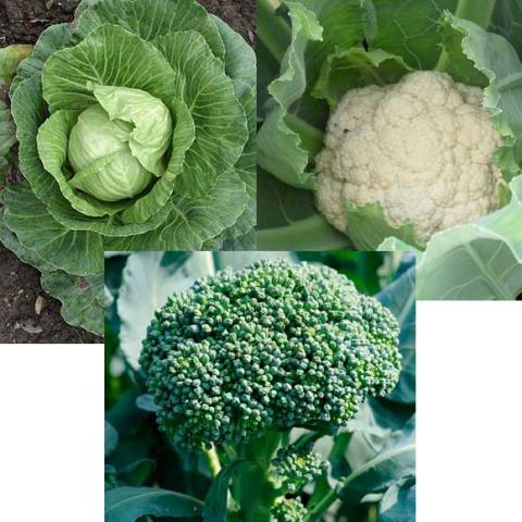 Cabbage, cauliflower and broccoii