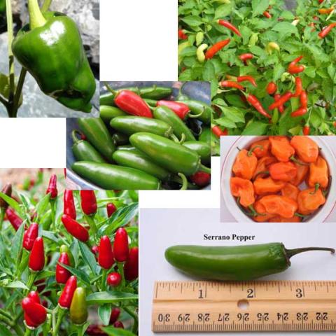 Mixed hot peppers