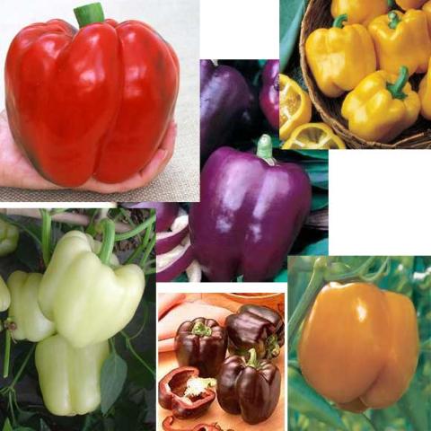 Six different sweet pepper red, yellow, orange, purple, brown, white