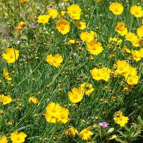 Coreopsis lanceolata, yellow with yellow center, fused petals, jagged edges