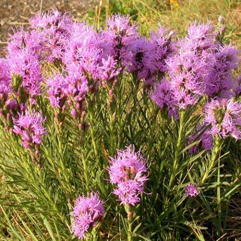 Liatris puncatata, spikes of lavender flowers
