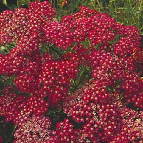 Achillea 'Cerise Queen' dark magenta flower clusters with white eyes