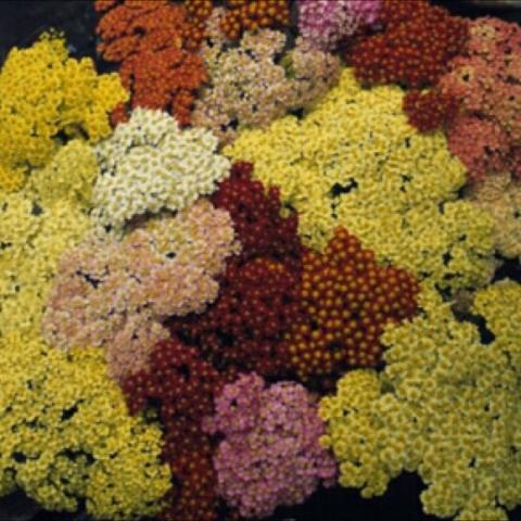 Achillea 'Summer Pastels', mix of colors