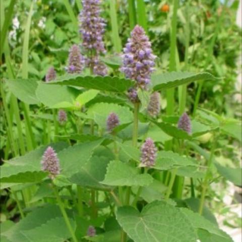 Agastache foeniculum, green leaves and lavender floer spikes