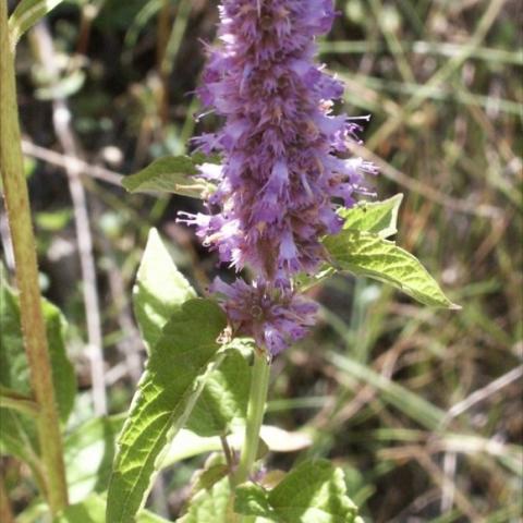 Agastache scrophulariifolia, lavender flower spike