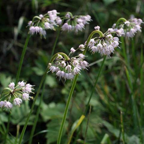 Allium cernuum, lavender dangling flowers from green stalks