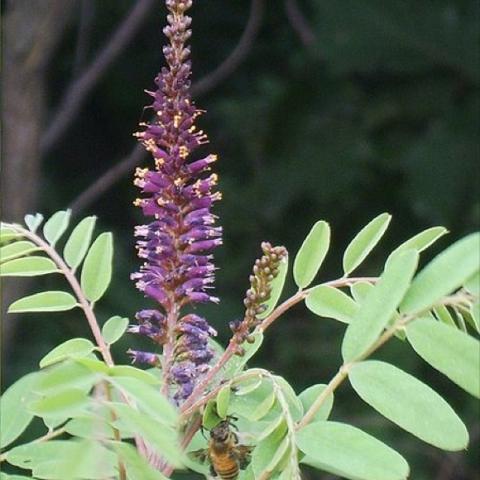 Amorpha fruticosa, purple flower spike and divided leaves