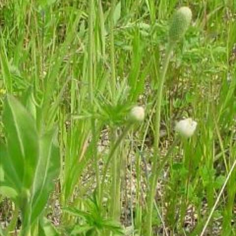 Anemone cylindrica, white wildflower blooms