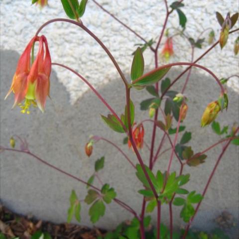 Aquilegia canadensis, bonnet-shaped red and yellow flower