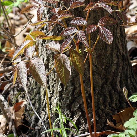 Aralia nudicauls, brown-bronze leaves, woodland plant