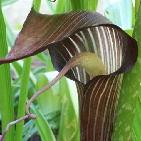 Arisaema triphyllum, brown striped hooded spathe