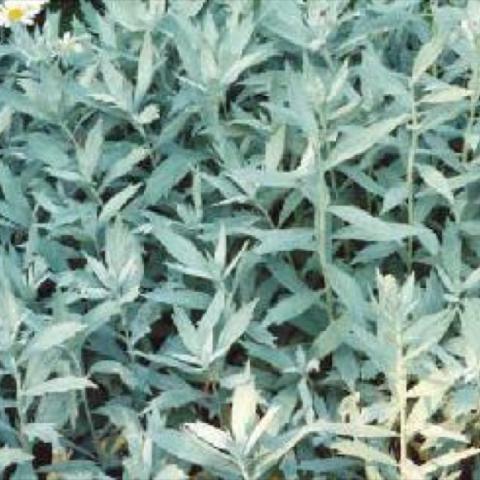 Prairie Sage, silver leaves