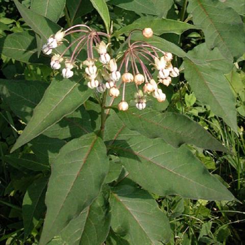 Asclepias exaltata, white pendant flower buds