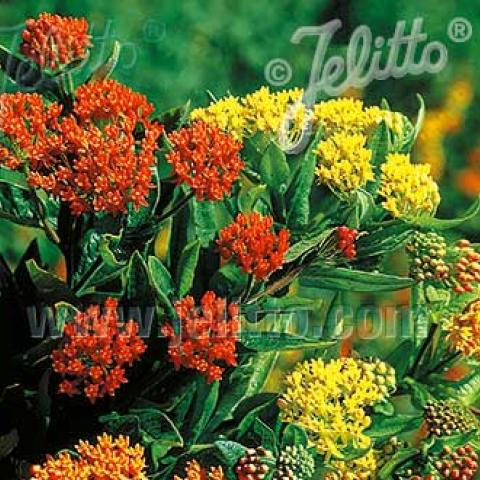 Asclepias 'Gay Butterflies', mix of yellows and oranges