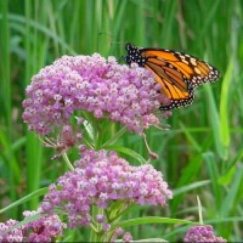 Asclepias incarnata, pink flower cluster with Monarch butterfly