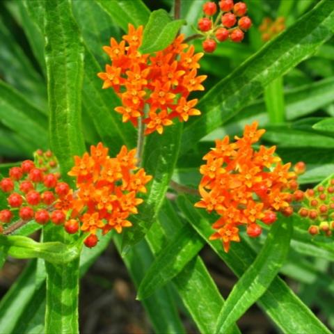 Asclepias tuberosa, bright orange clusters of flowers