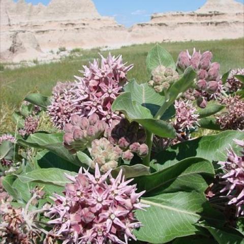 Asclepias speciosa, pink milkweed flowers