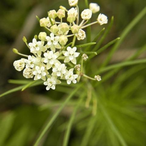 Asclepias verticillata, white panicle of flowers