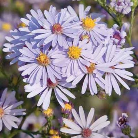 Aster azureus, light lavender daisies with yellow centers