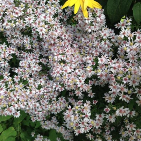 Aster cordifolius, white petals and centers in pink or yellow