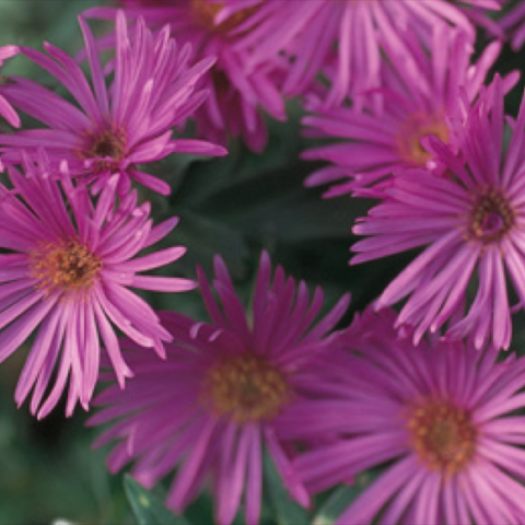 Aster 'Dream of Beauty', pink long-petaled asters with yellow centers