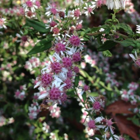 Aster Lady in Black, close up of the flower centers