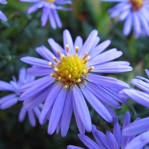 Symphyotrichum laeve, long lavender petals and yellow center