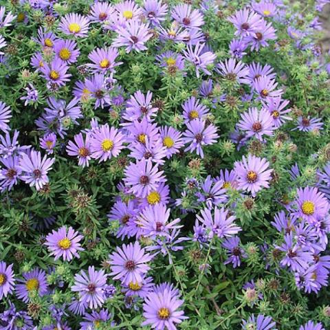 Aster oblongifolius, lavender daisies 
