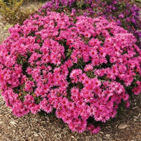 Aster Vibrant Dome, almost dark pink asters